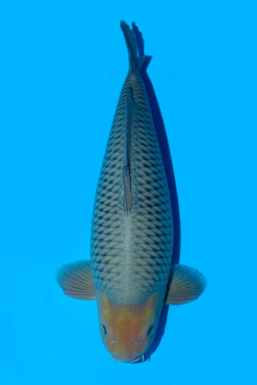 Juara 5