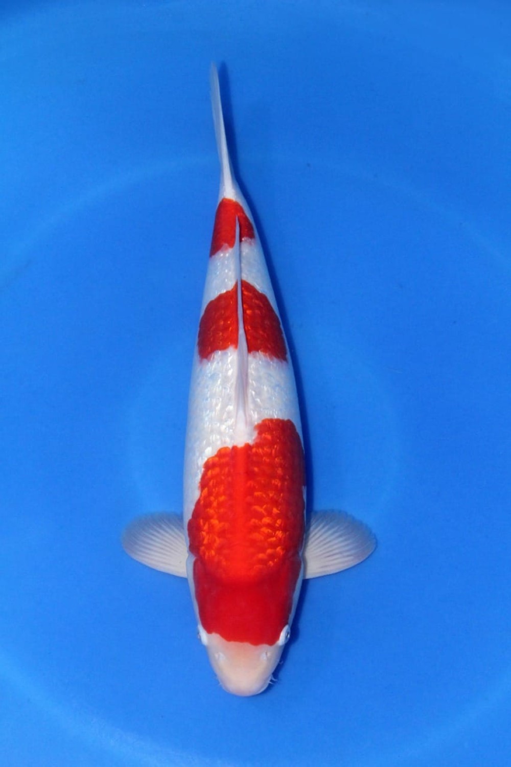 Juara 1