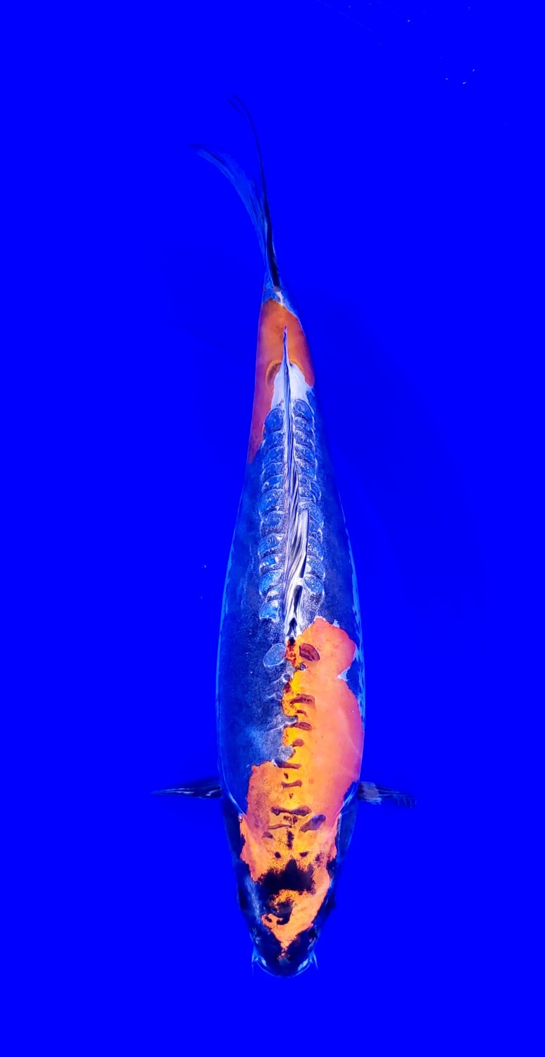Juara 4