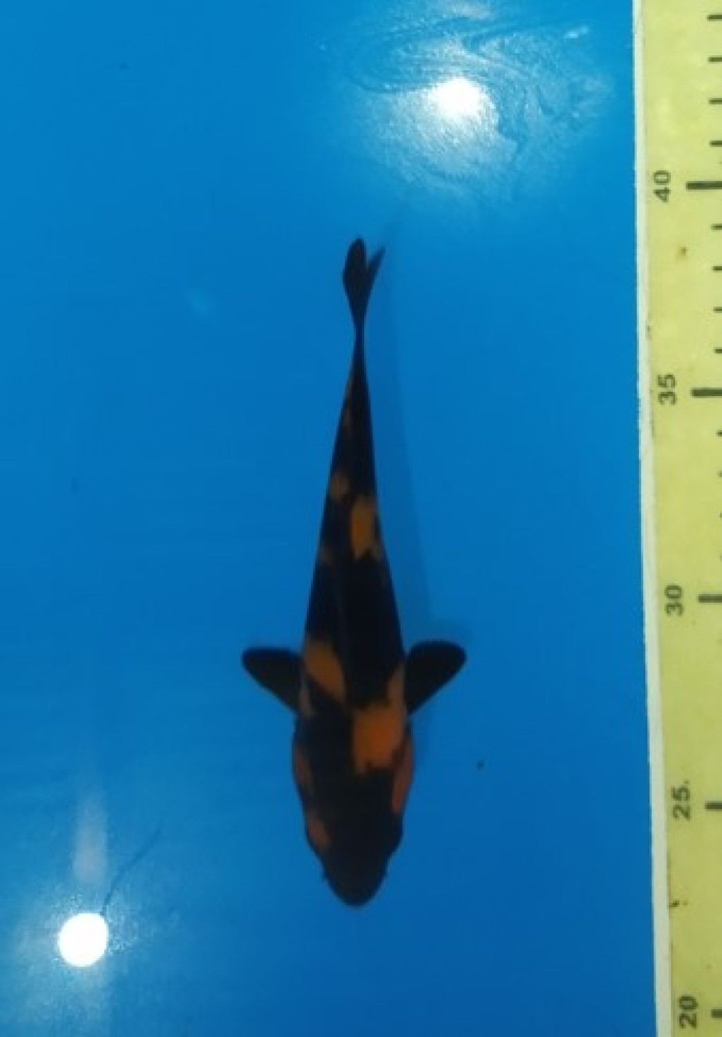Juara 1