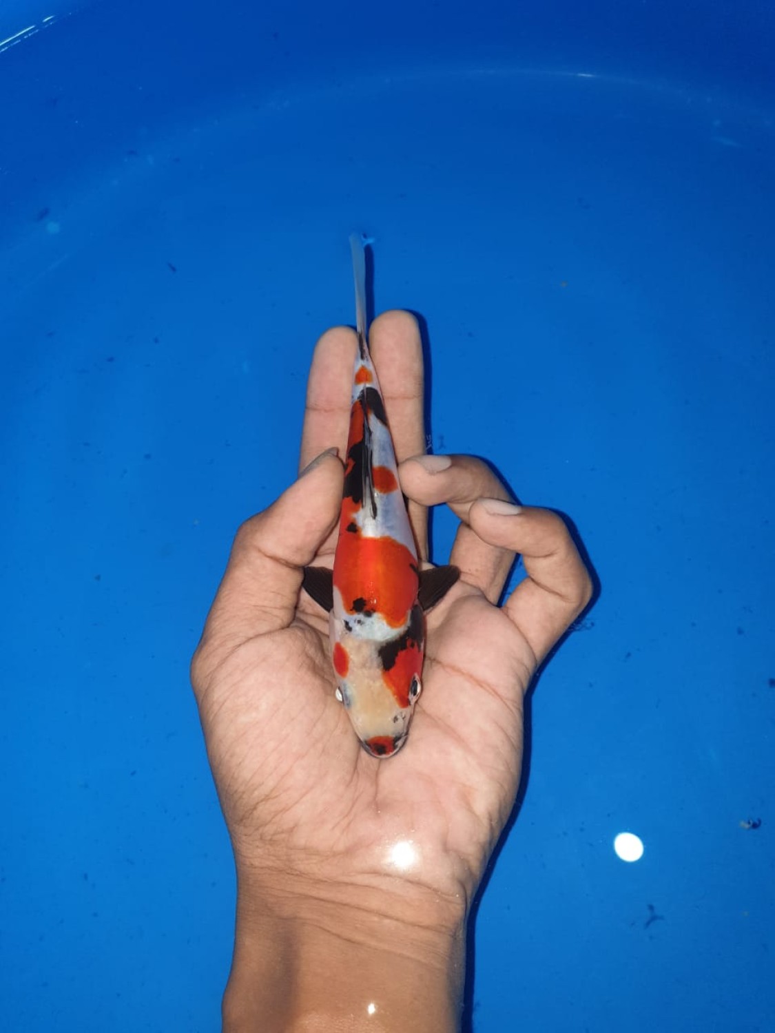 Juara 4