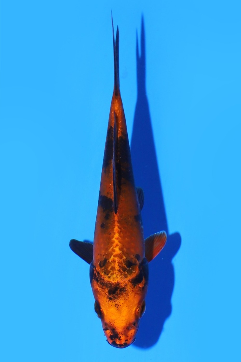 Juara 5