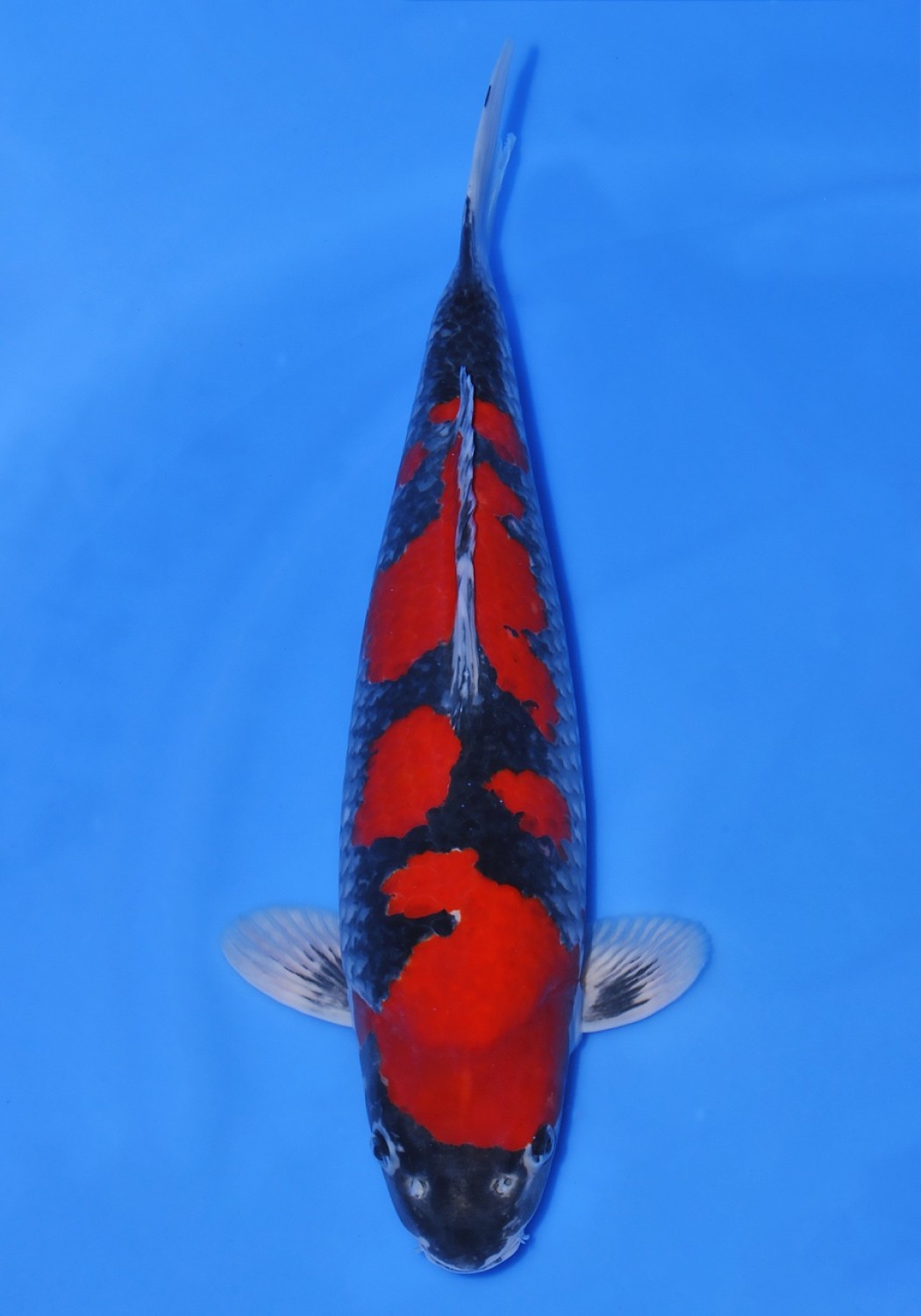 Juara 1