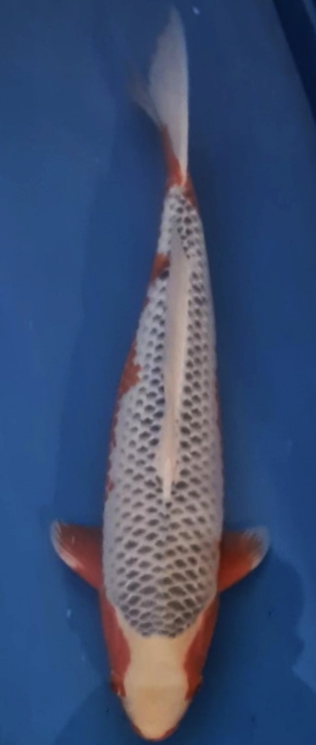 Juara 1