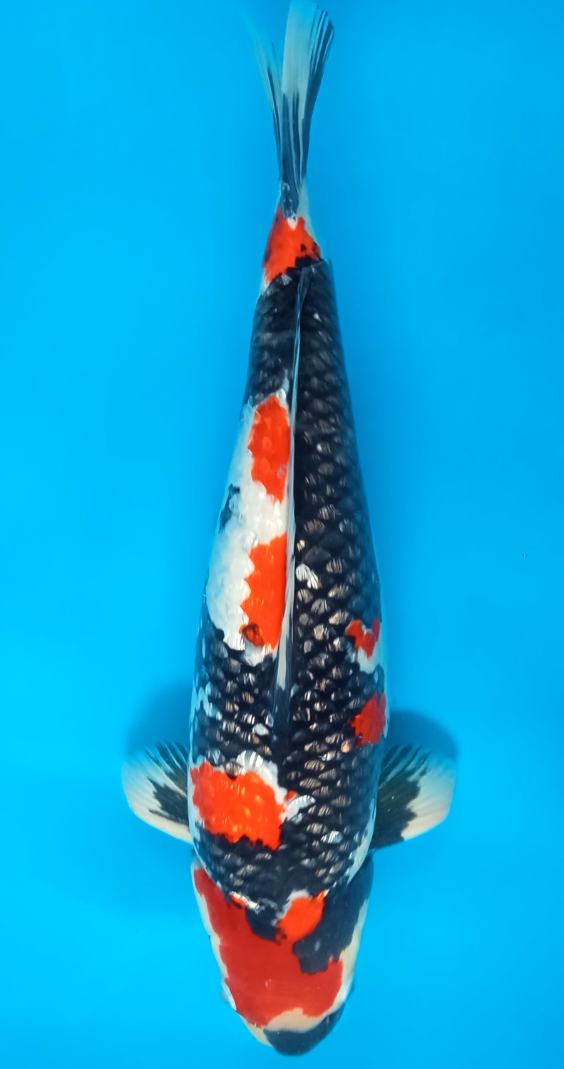 Juara 2