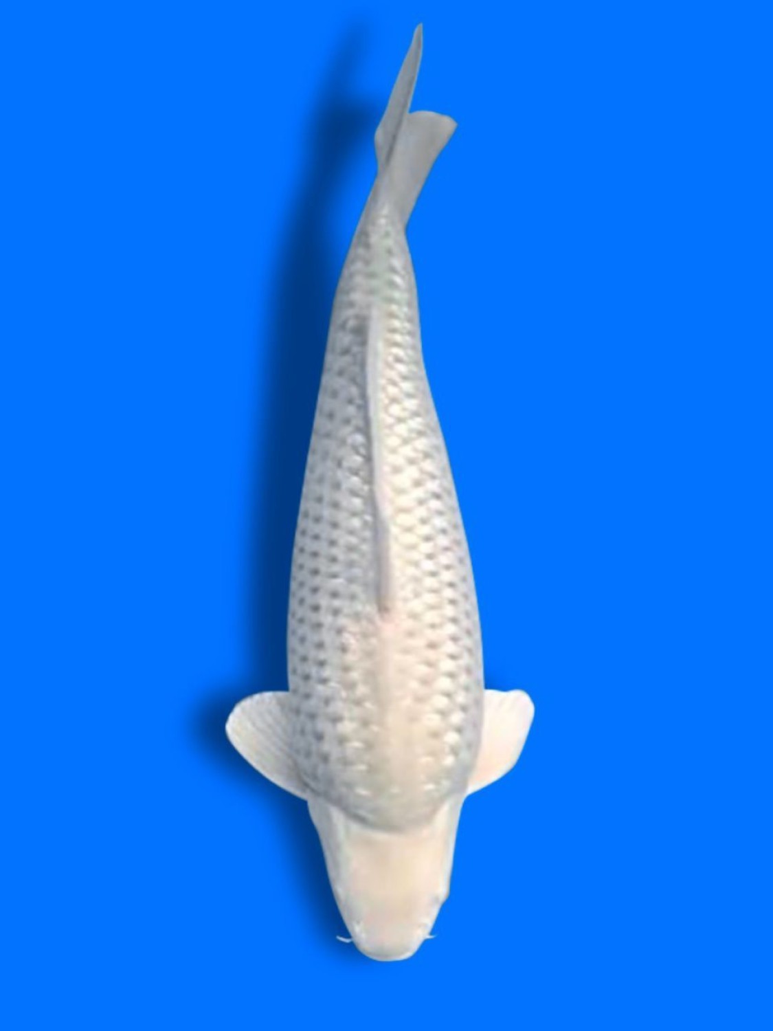 Juara 5