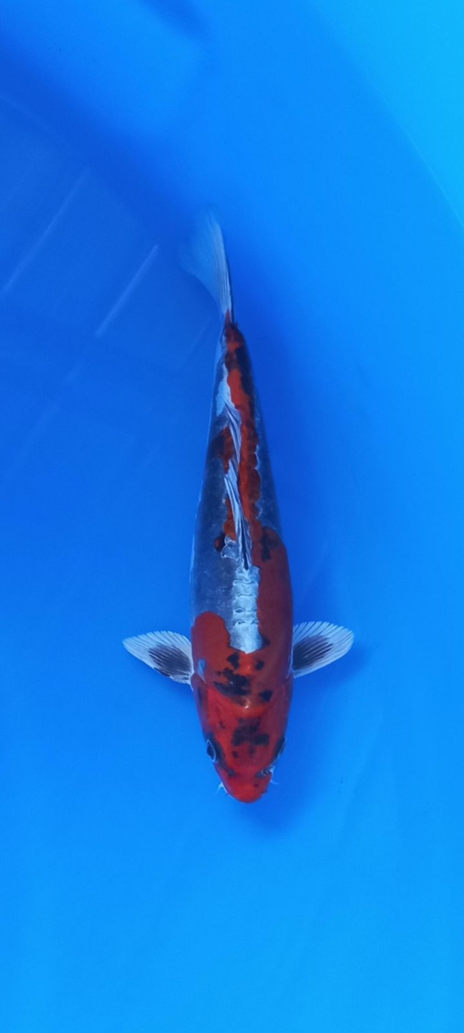 Juara 5