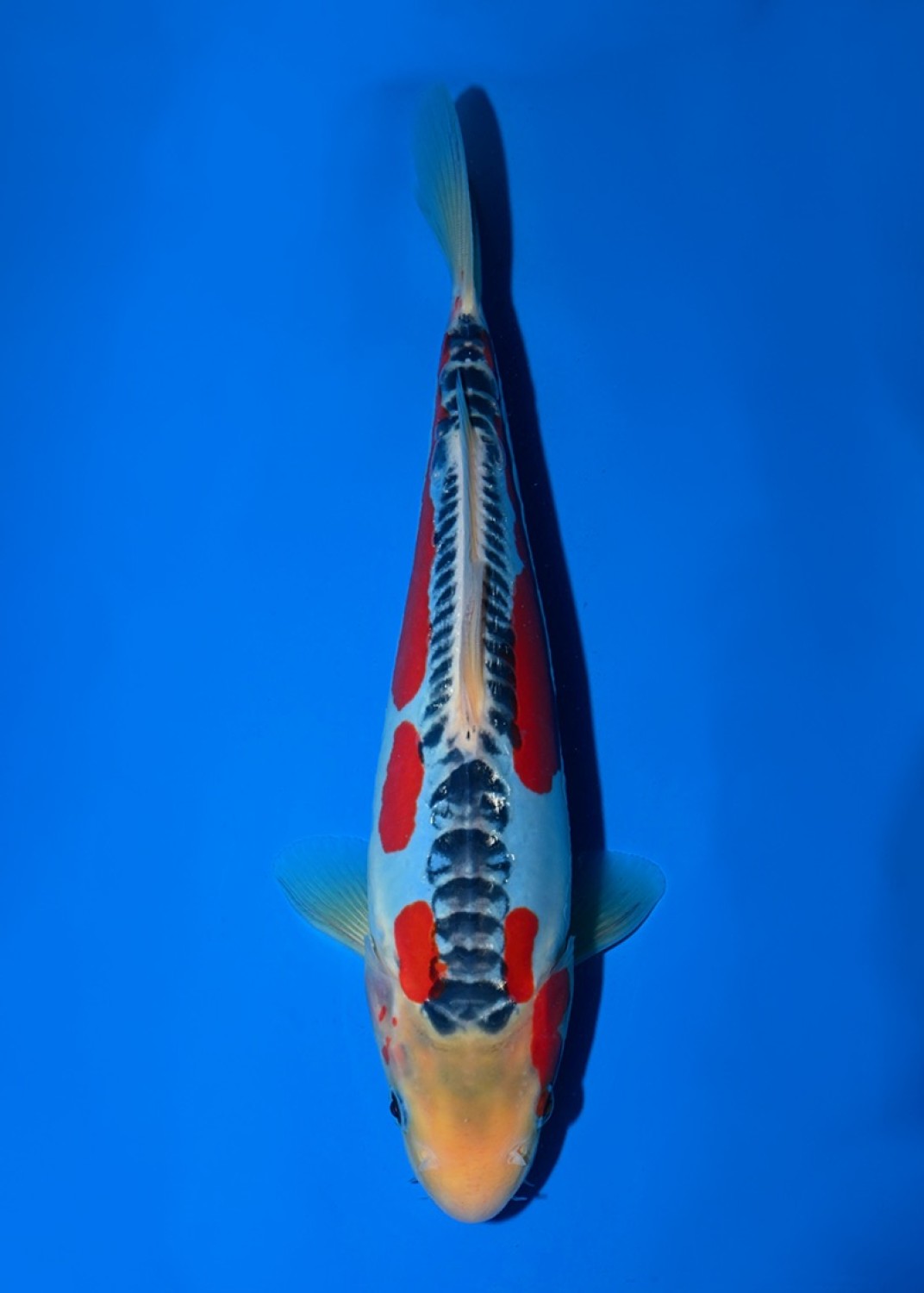 Juara 1