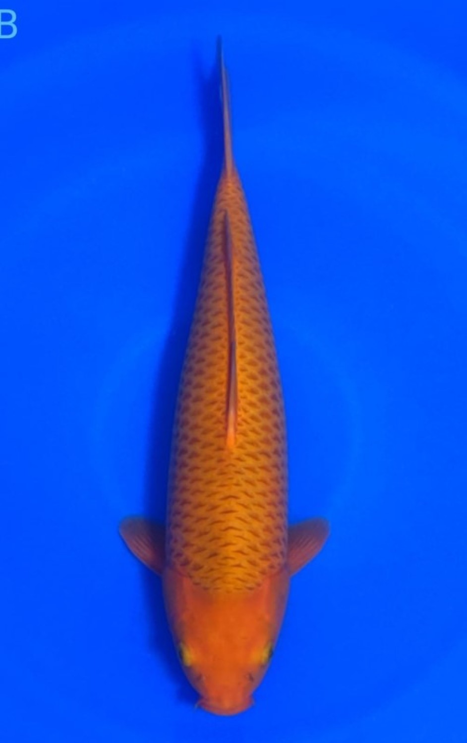 Juara 5