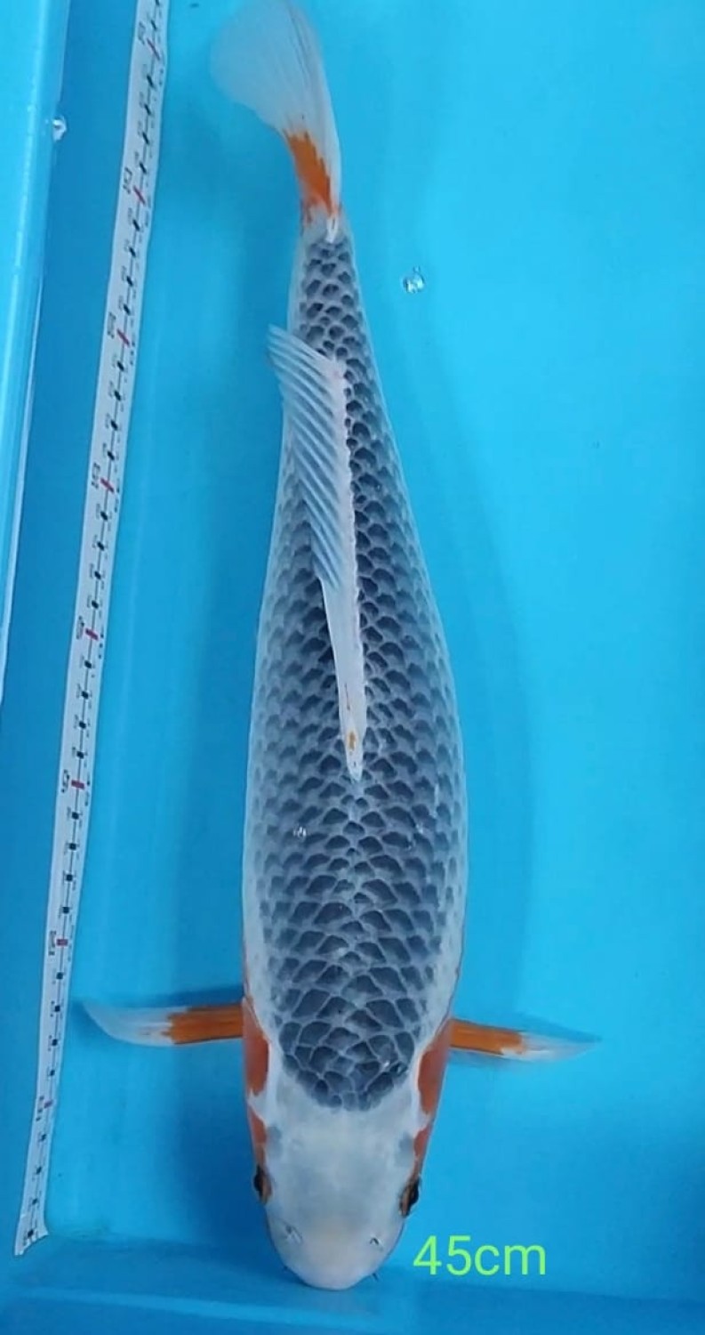 Juara 2