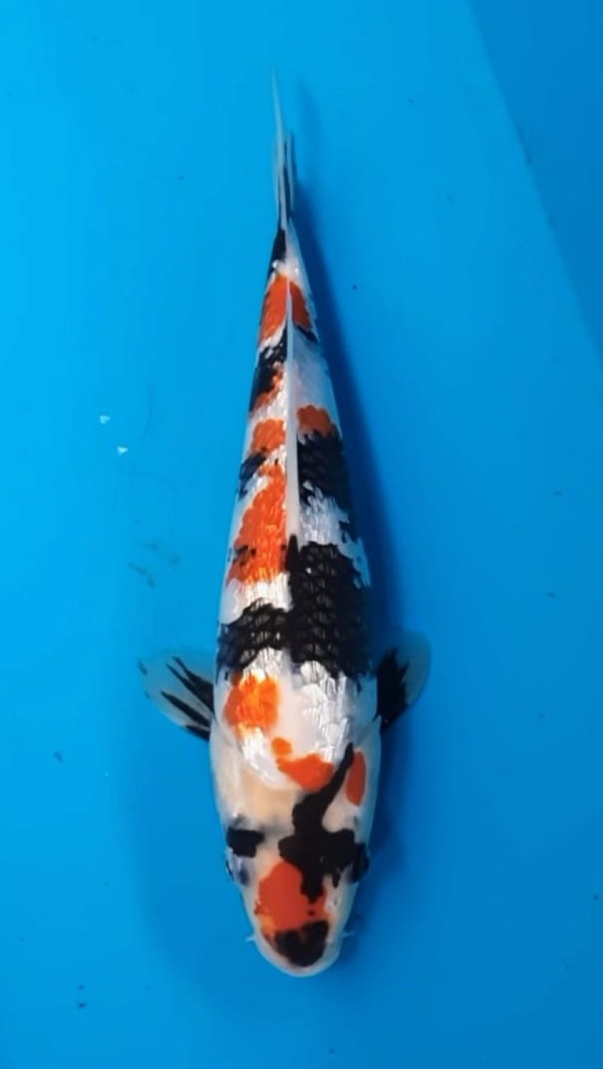 Juara 1