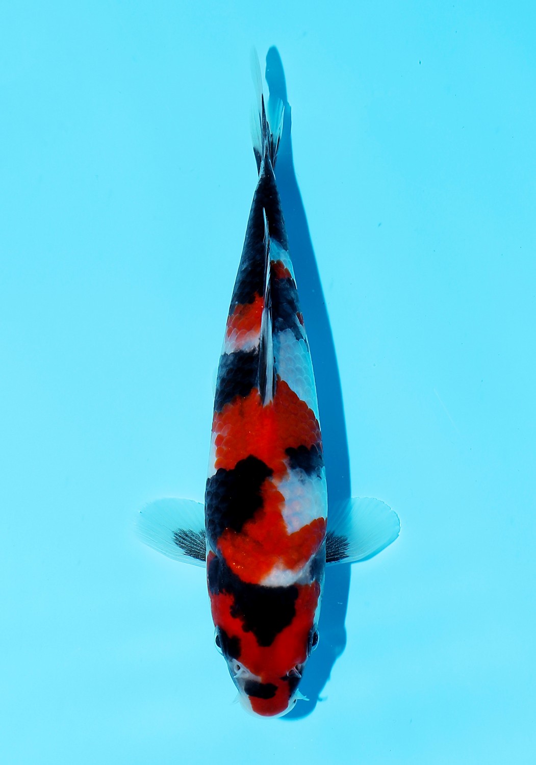 Juara 5