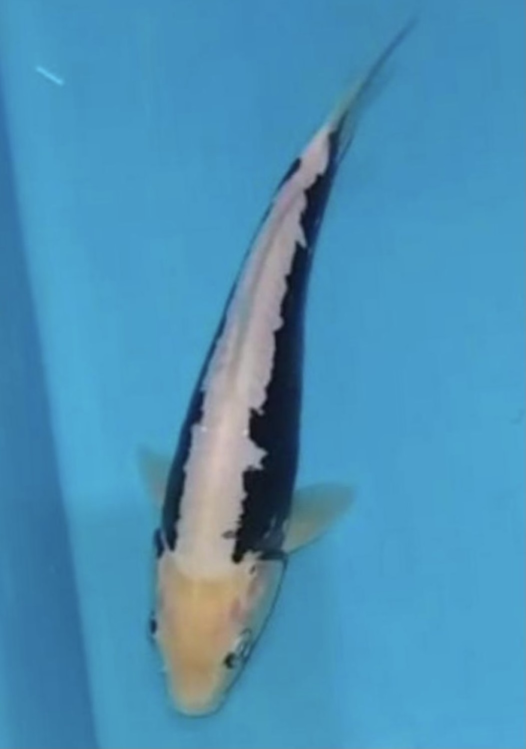 Juara 5