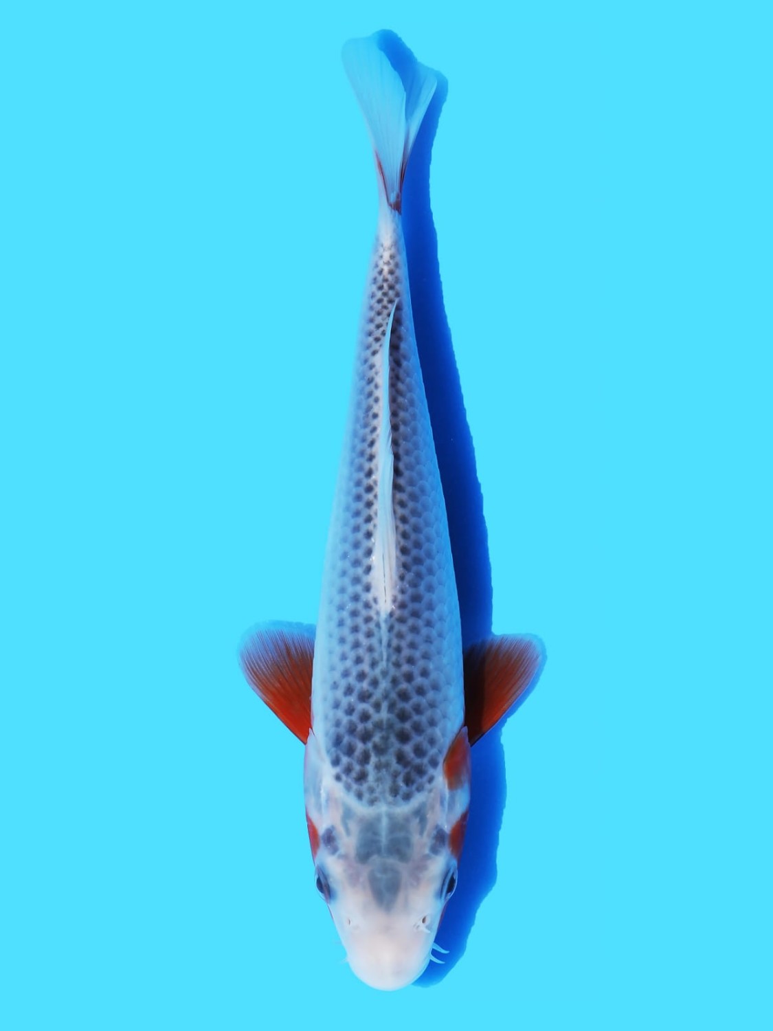 Juara 2