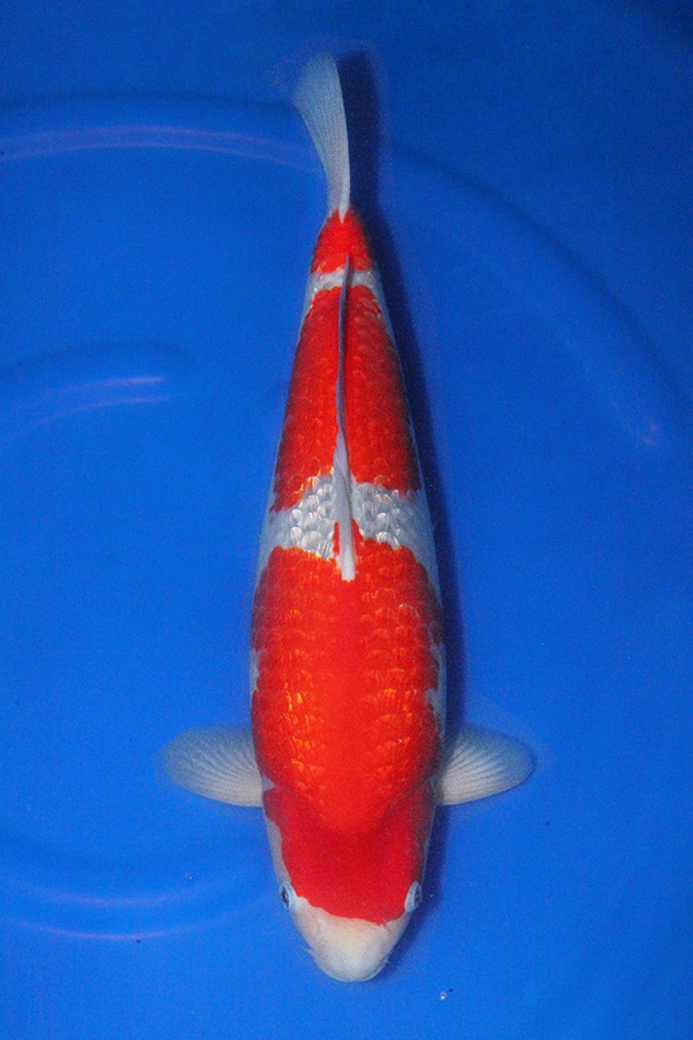 Juara 4
