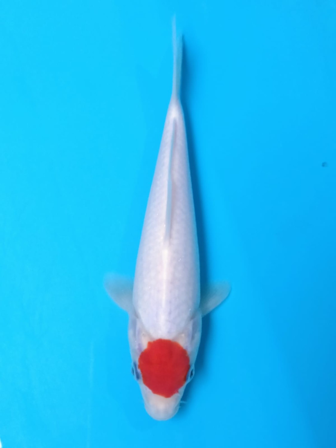Juara 4