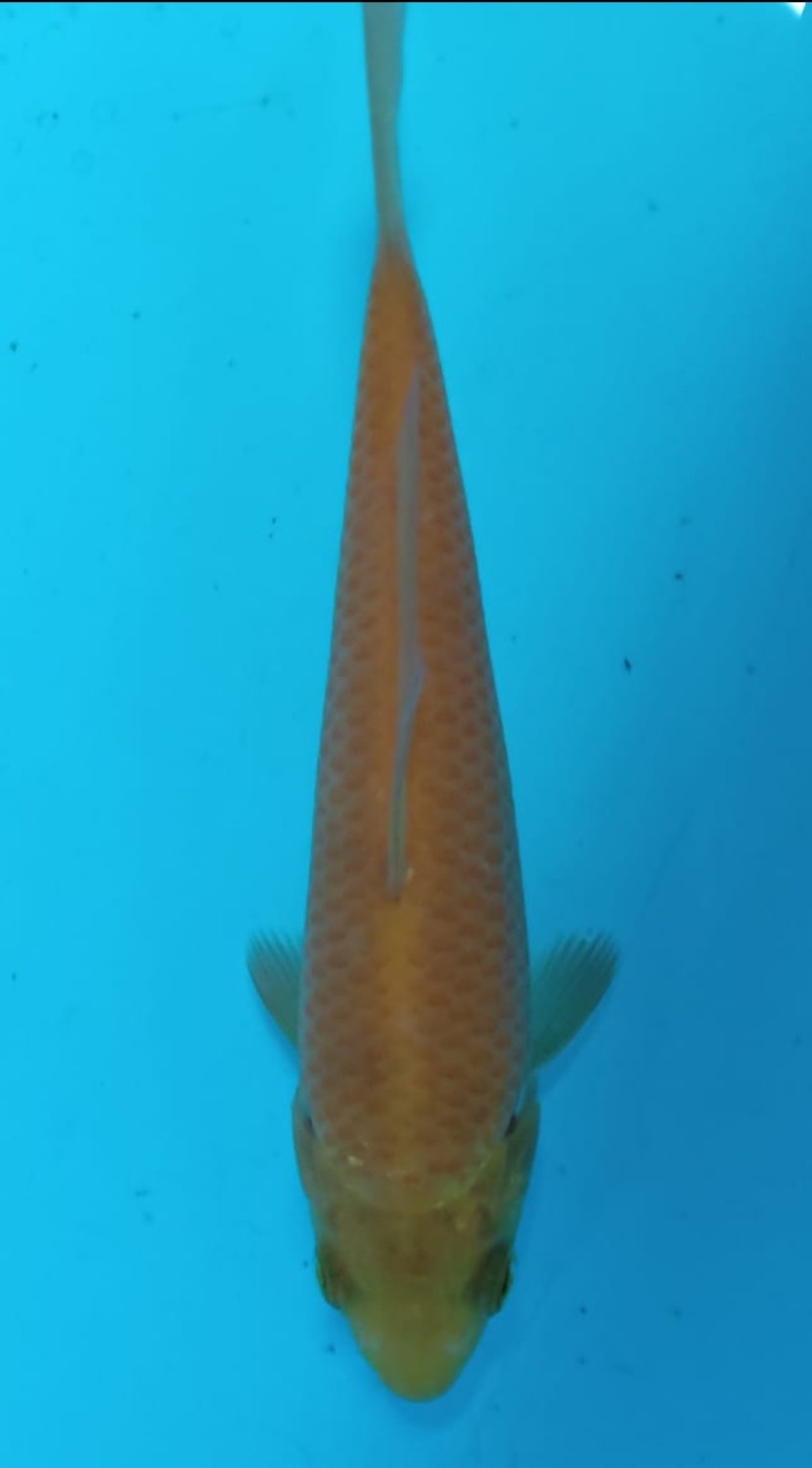 Juara 5