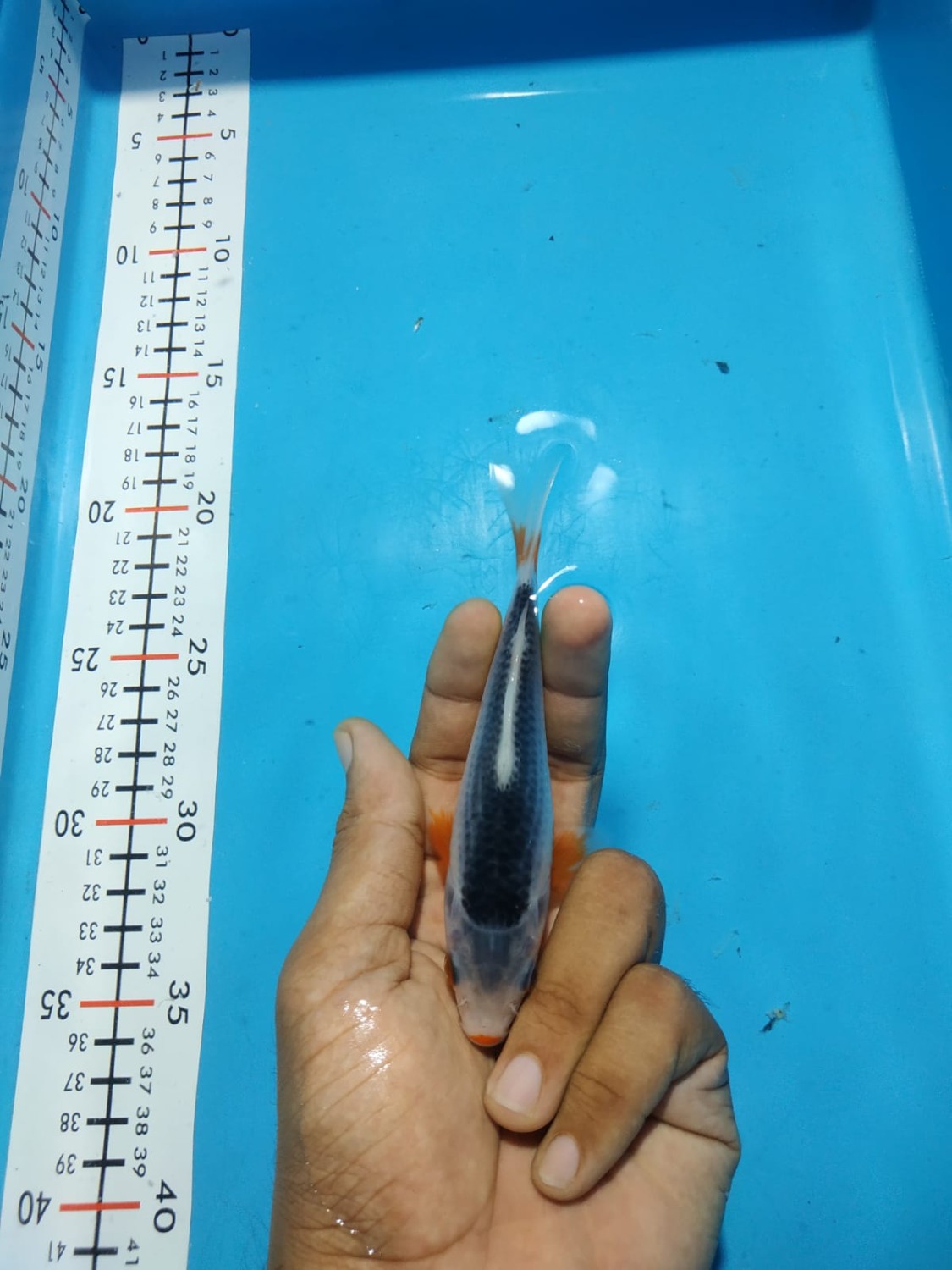 Juara 3