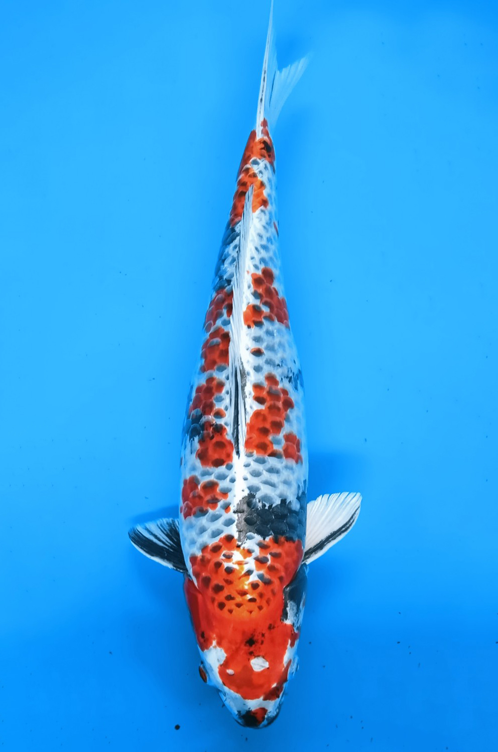 Juara 4
