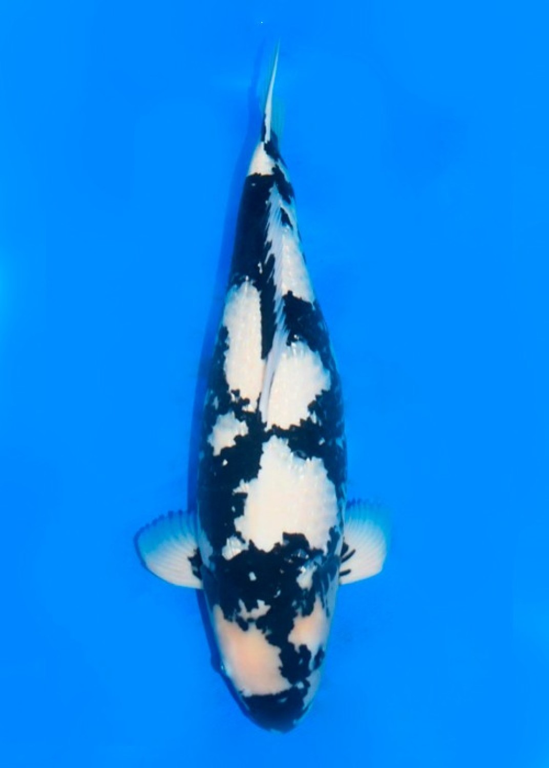 Juara 2