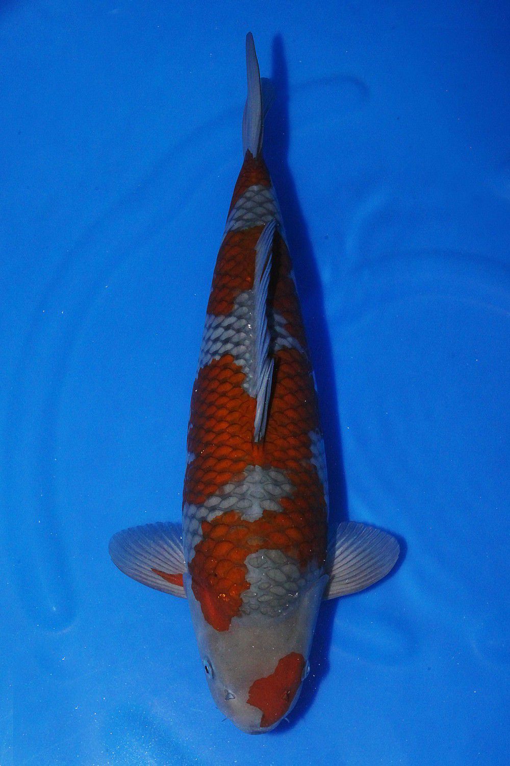 Juara 1