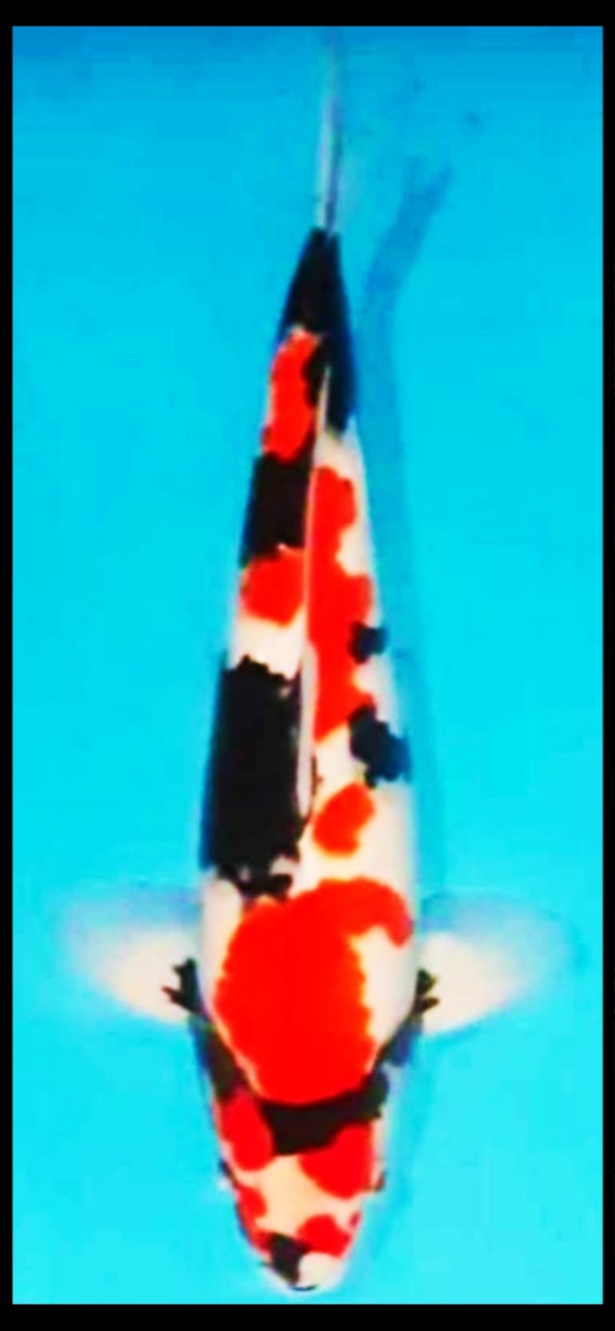 Juara 3