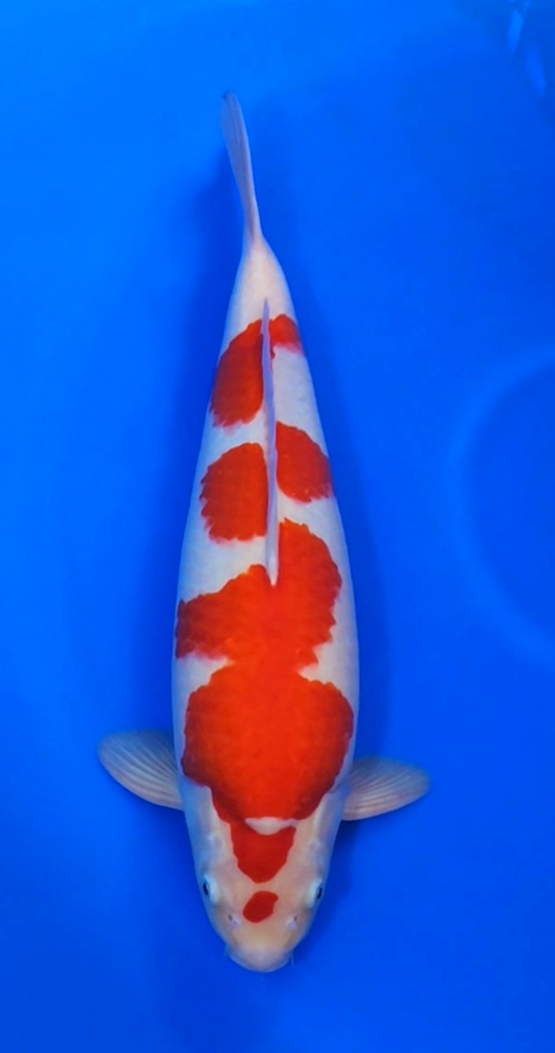 Juara 2