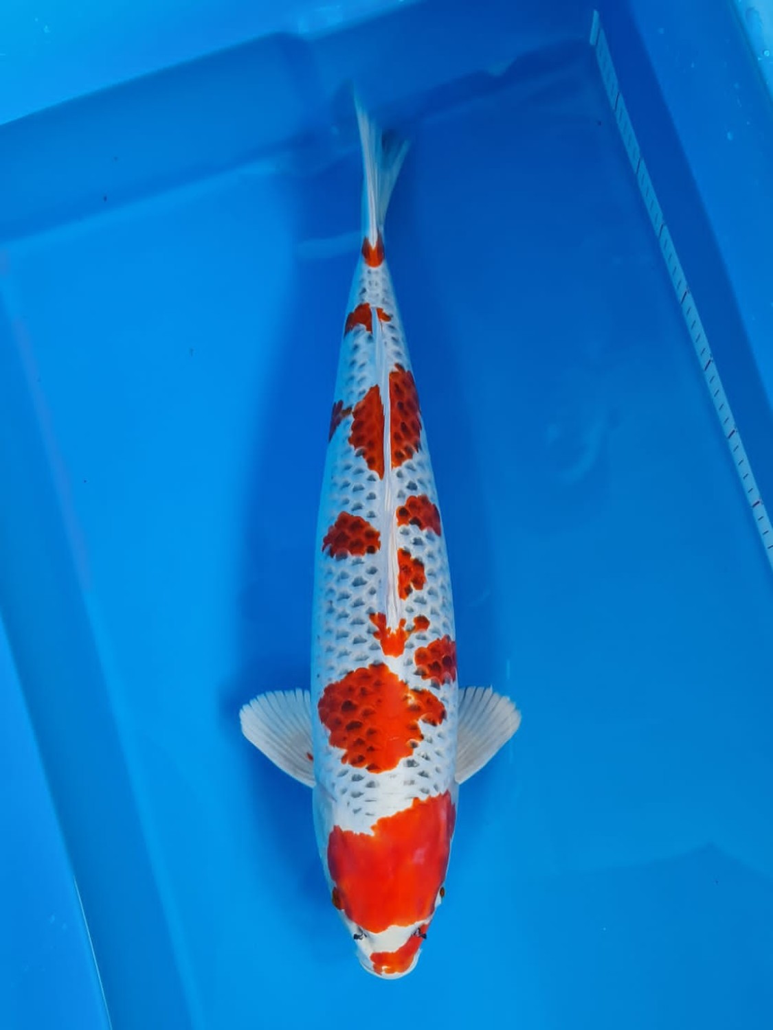 Juara 1