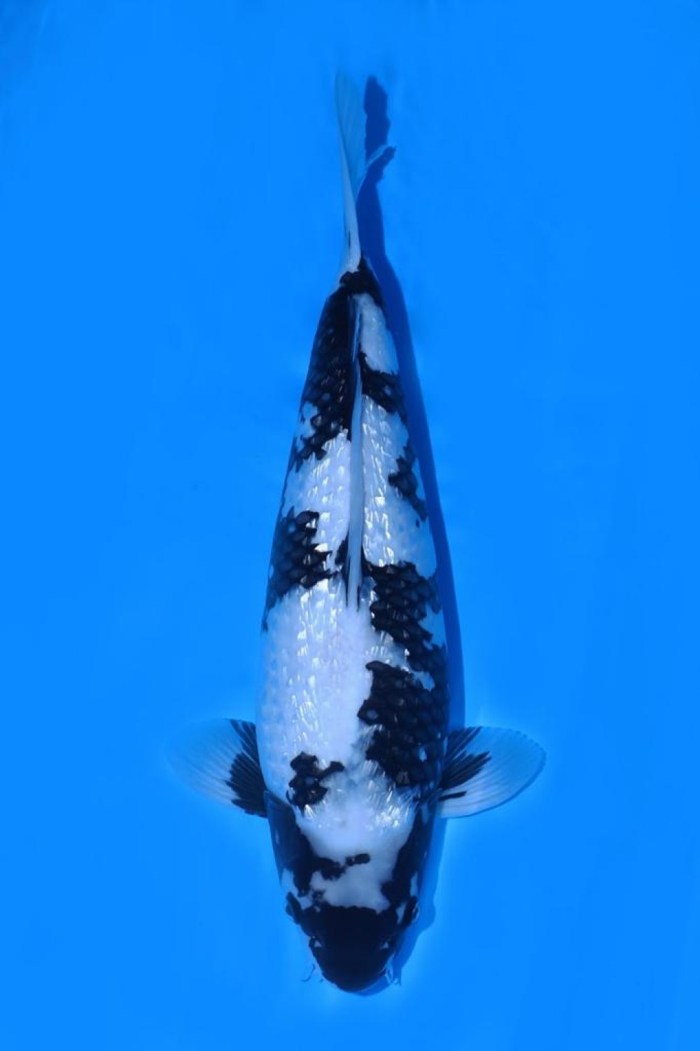 Juara 4