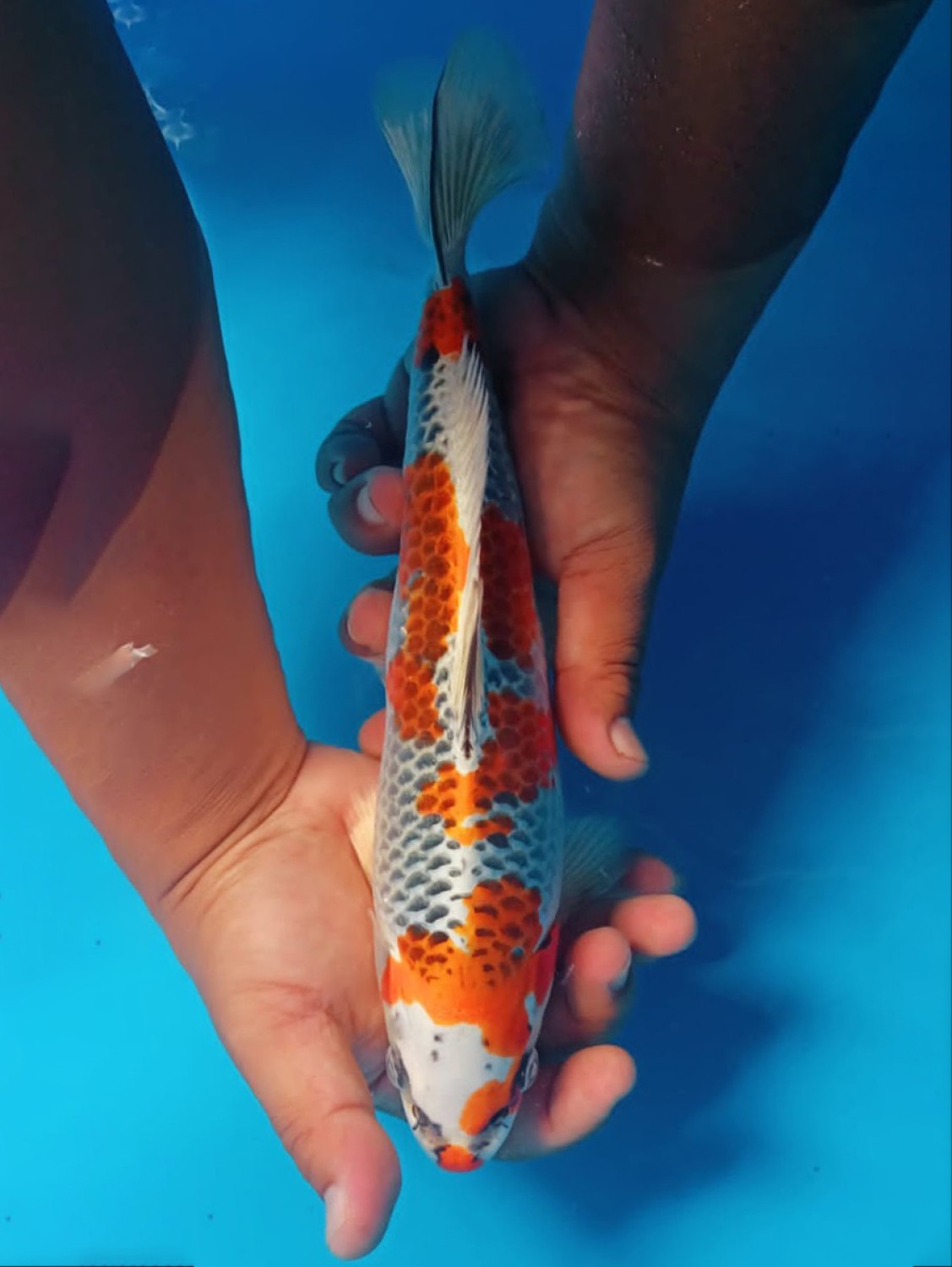 Juara 4