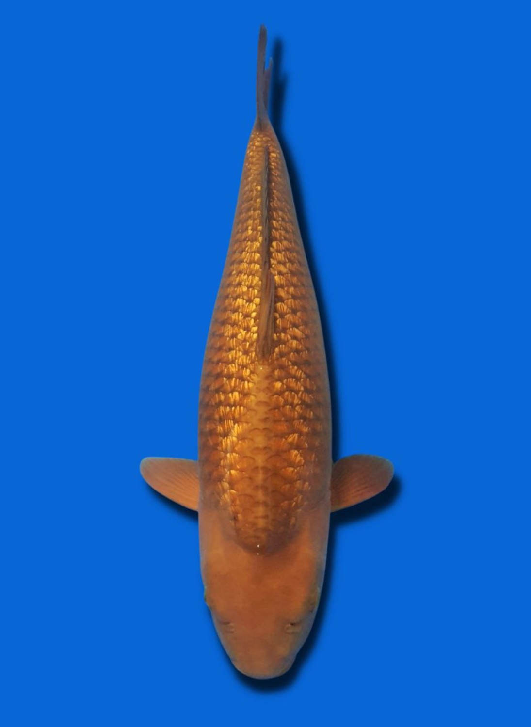 Juara 4