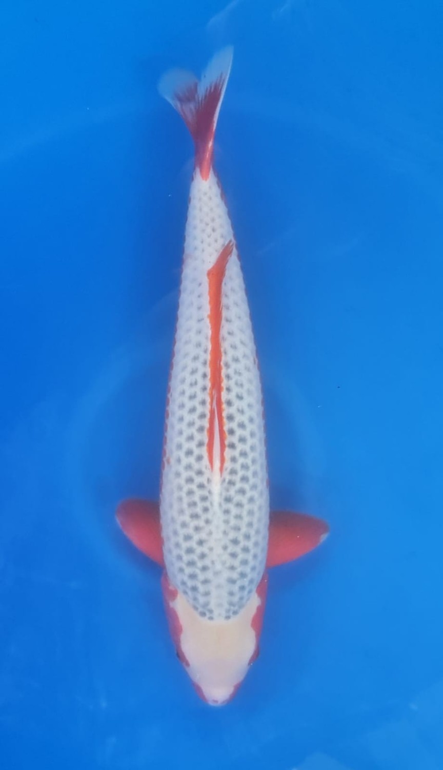 Juara 1