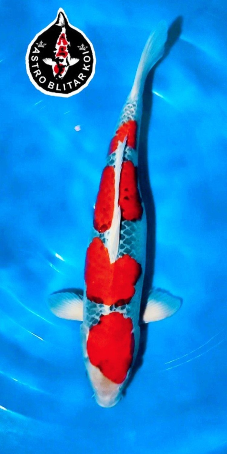 Juara 4