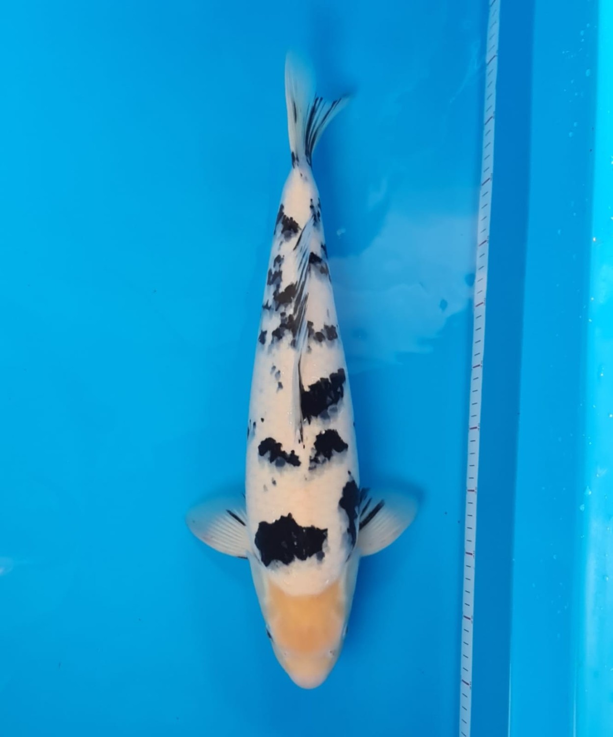 Juara 4