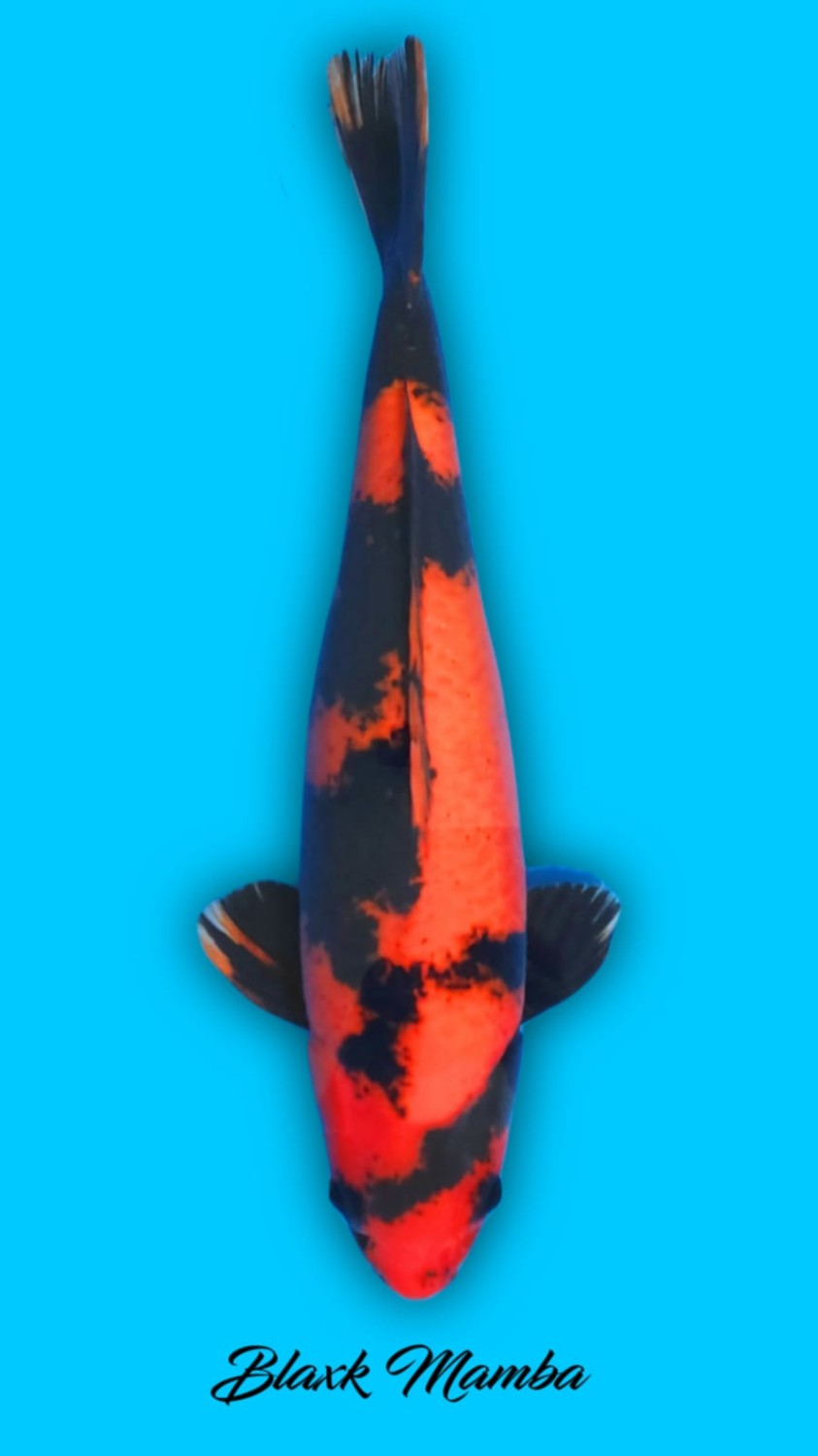 Juara 5