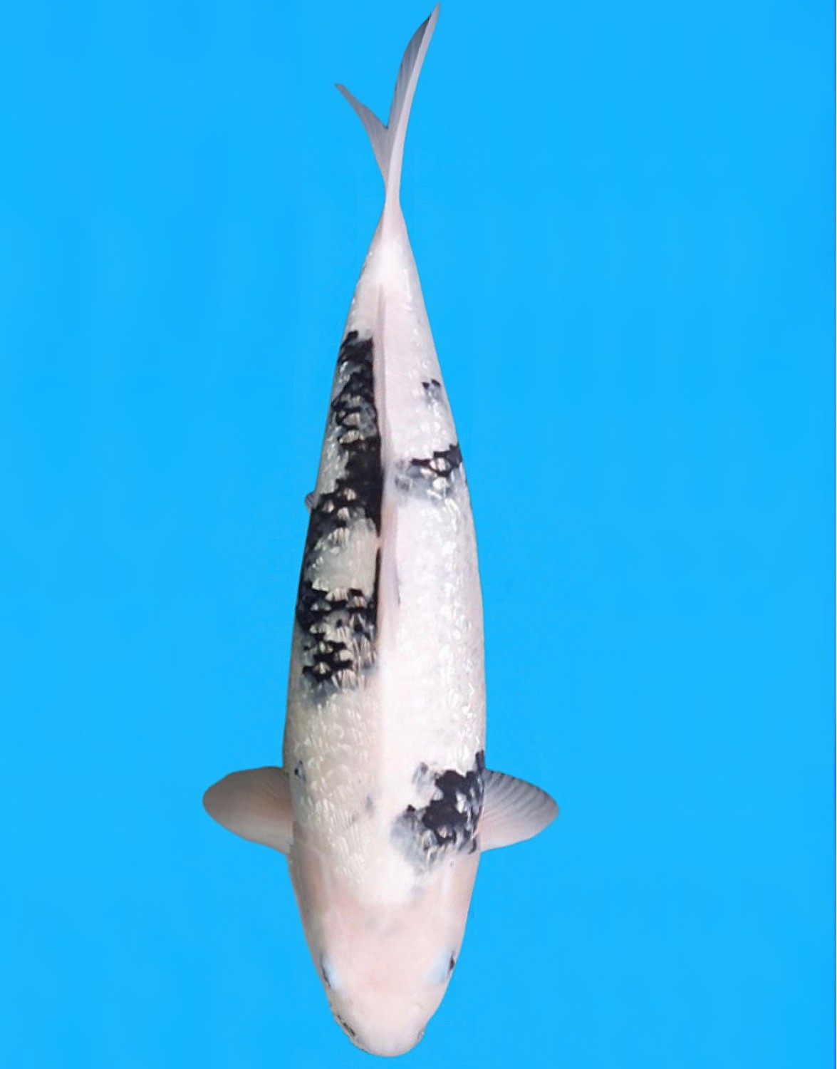 Juara 5