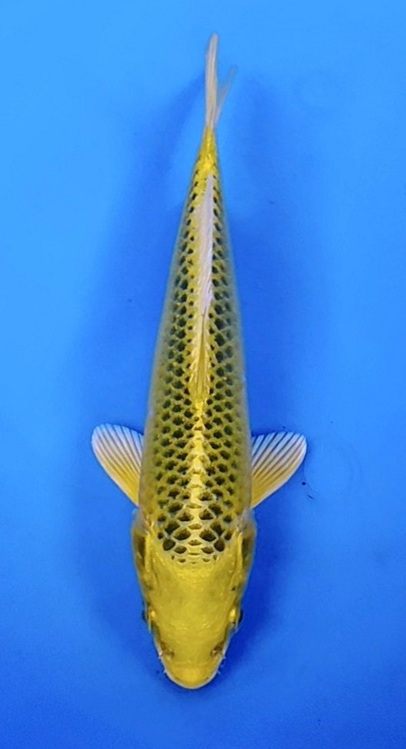 Juara 5
