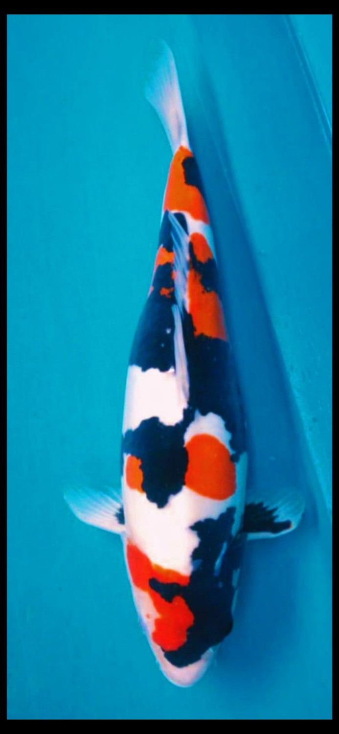Best In Size C 46-50 Cm