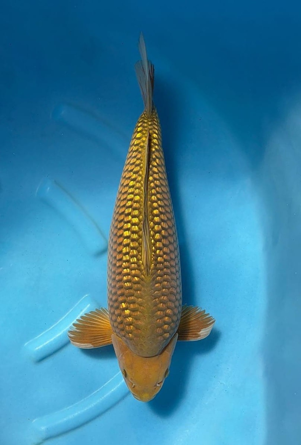 Juara 1