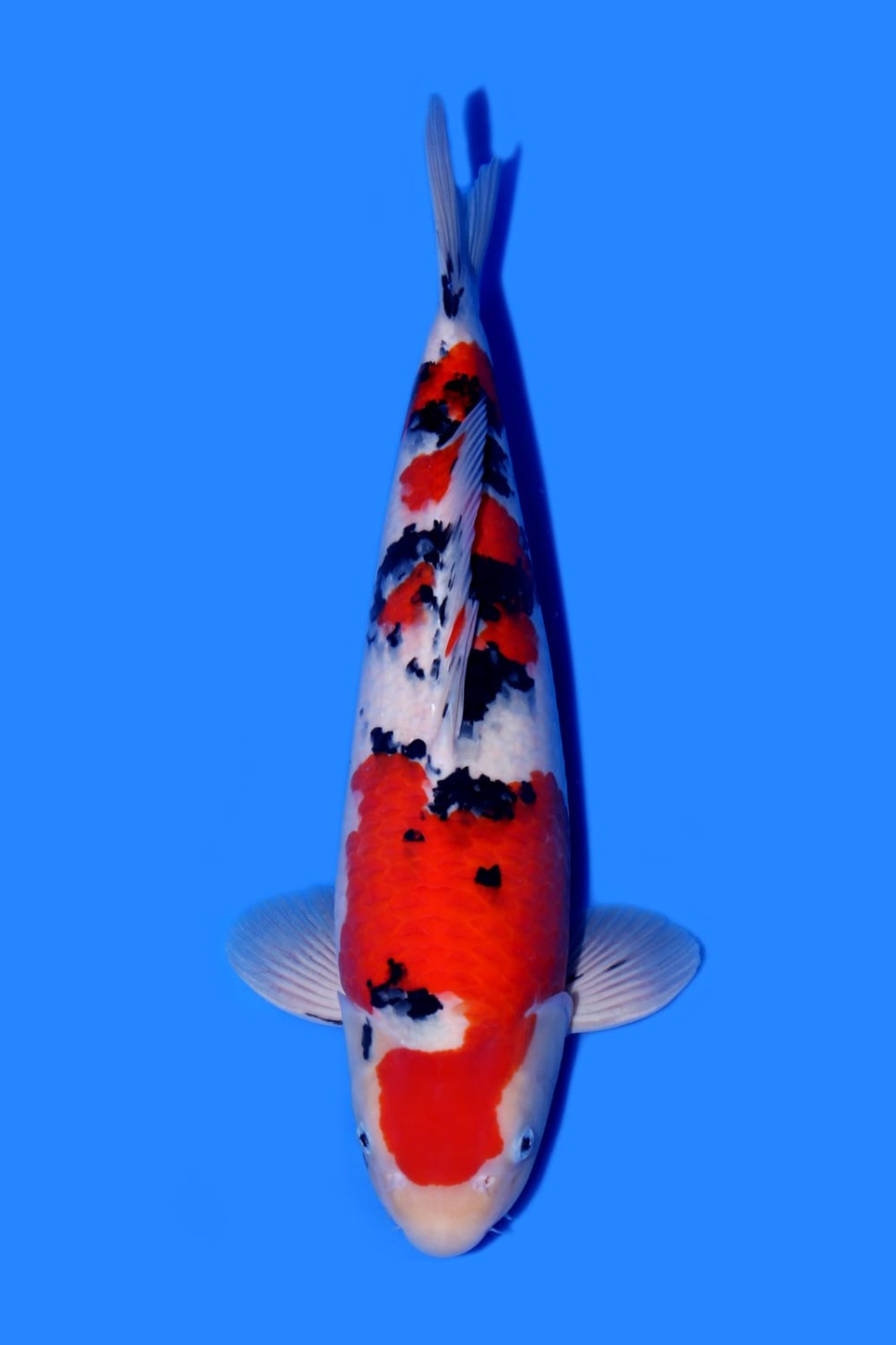 Juara 4