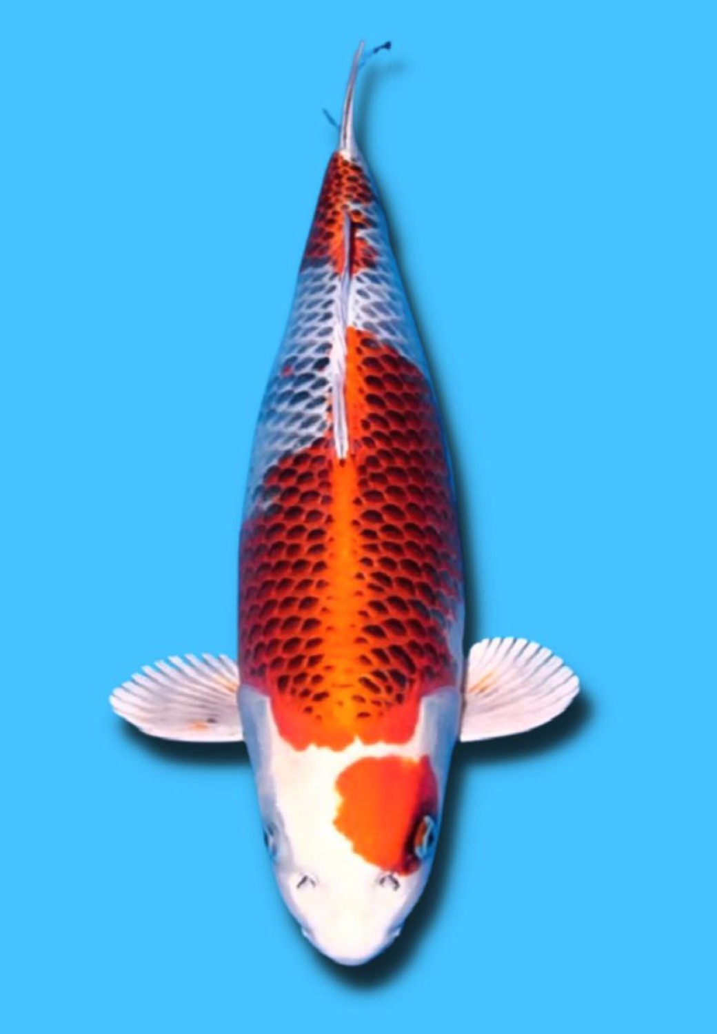 Juara 4