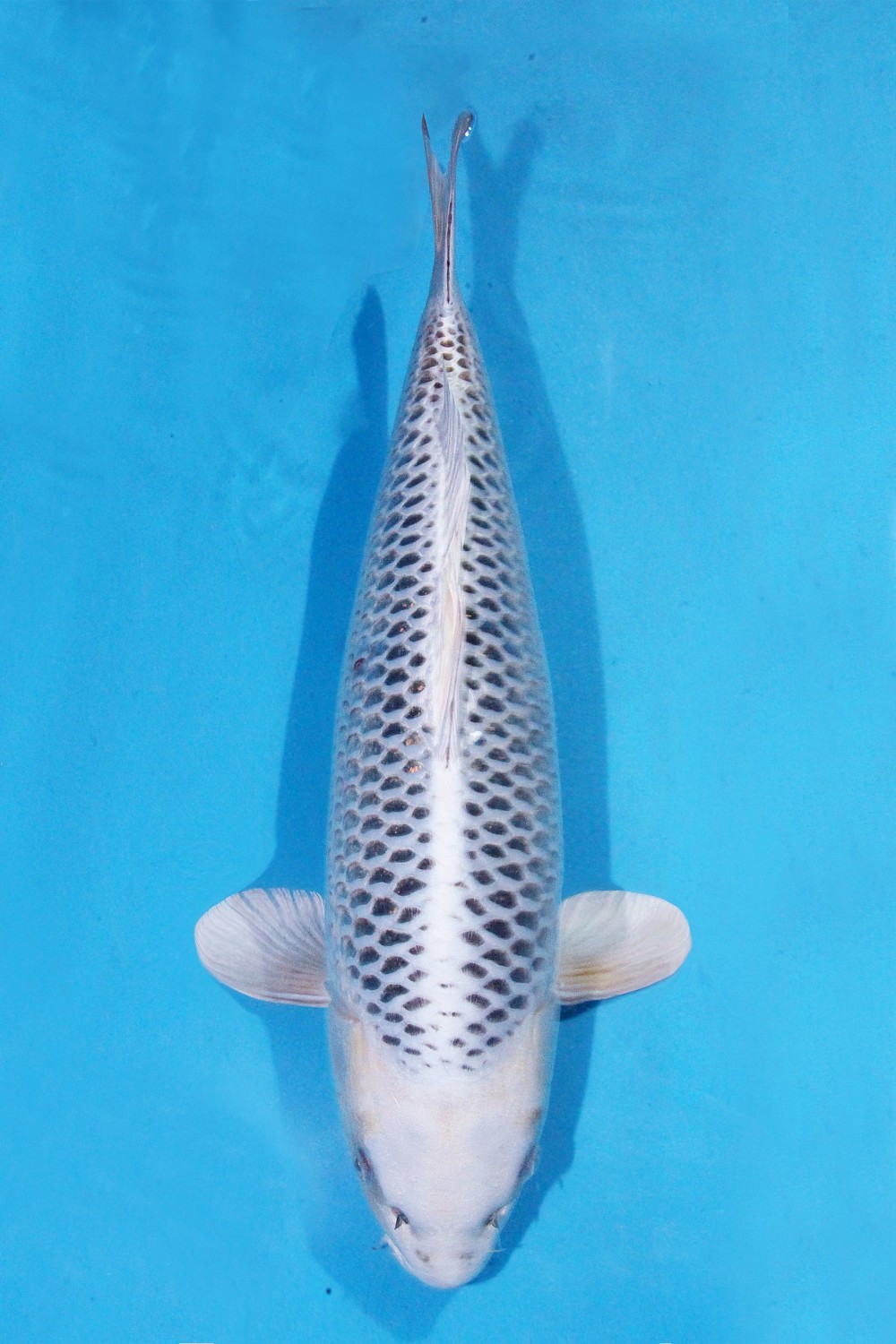 Juara 1