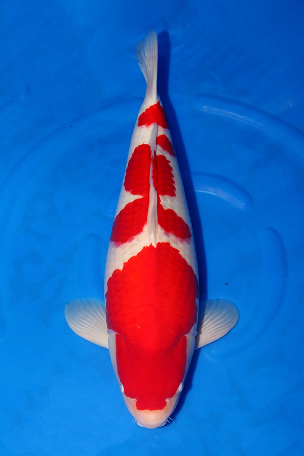 Juara 5
