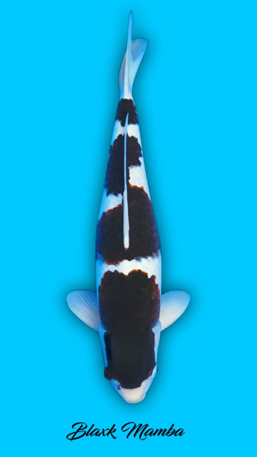 Juara 1
