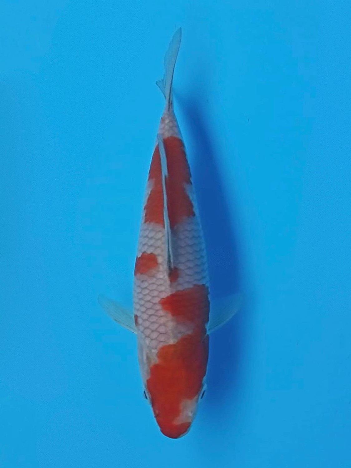 Juara 2