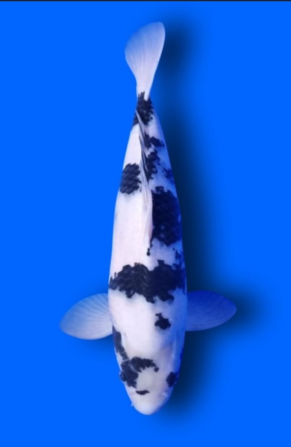 Juara 2