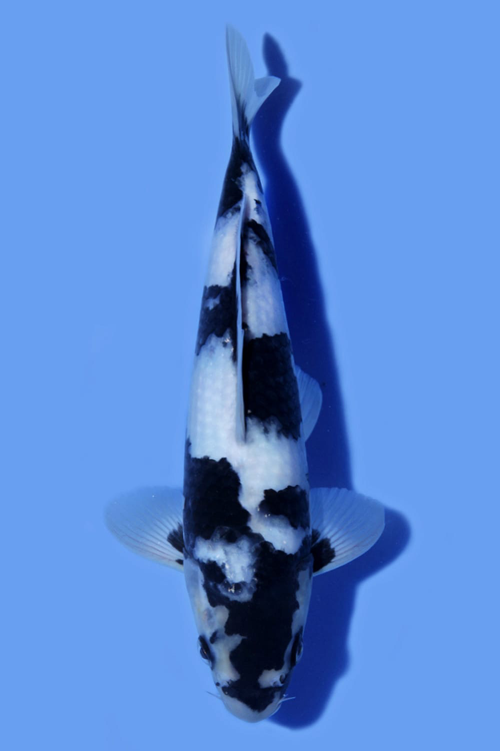Juara 5