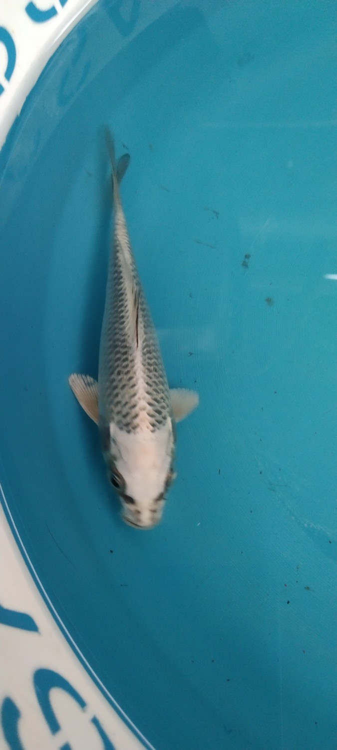 Juara 1