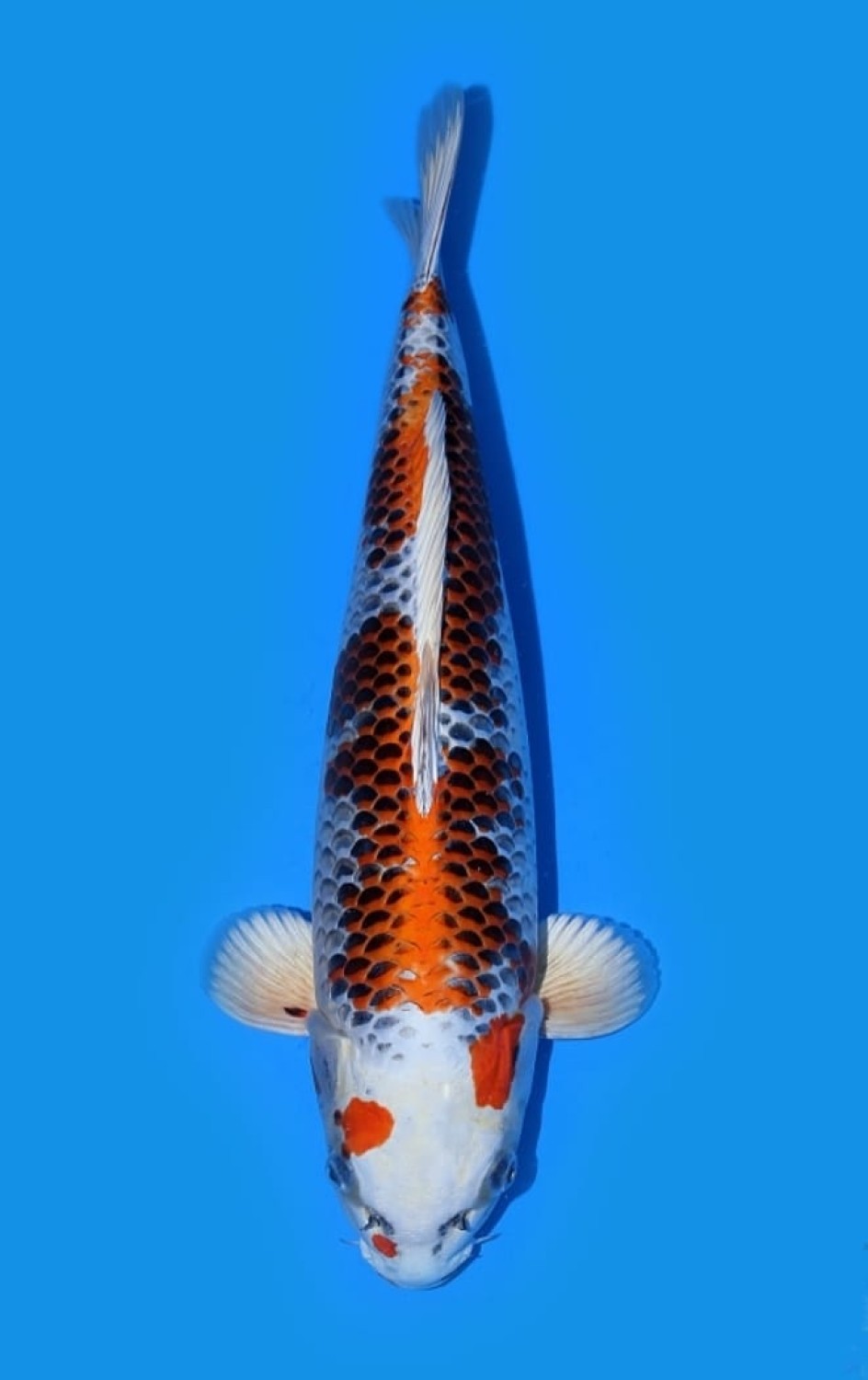 Juara 5