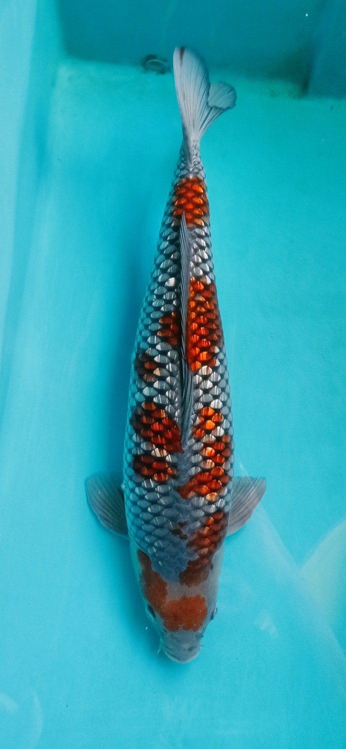 Juara 5